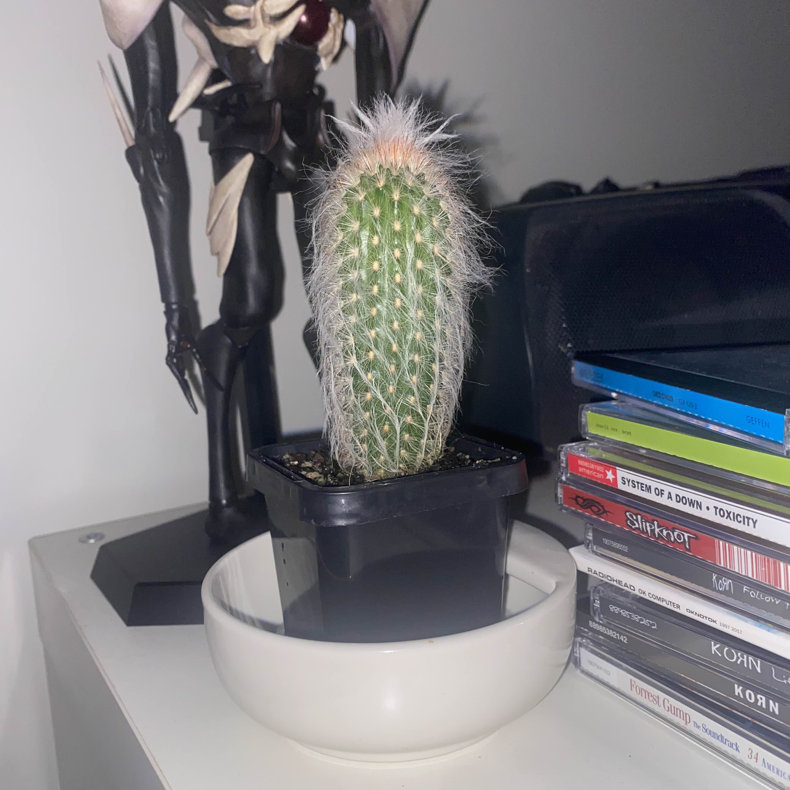 Kevin the Cactus